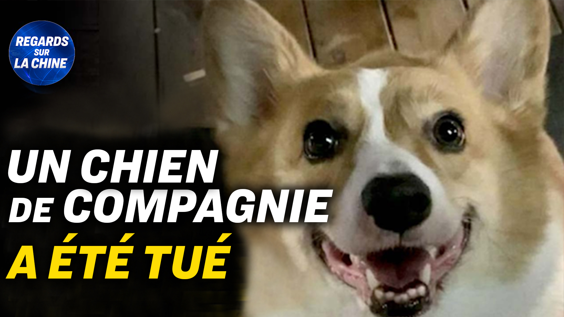 Focus sur la Chine – Mesures sanitaires : indignation après le meurtre d&rsquo;un chien