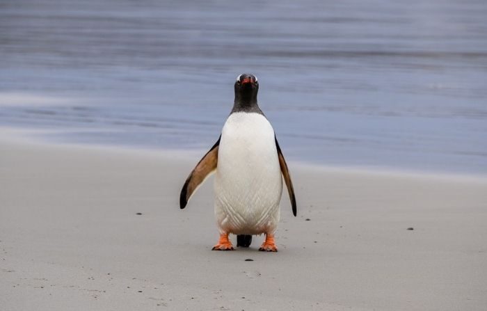 Un manchot débarque sans qu&rsquo;on puisse l&rsquo;expliquer en Nouvelle-Zélande après avoir parcouru 3000 km