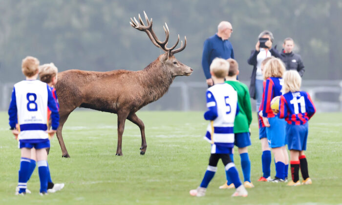 Des enfants jouant un match de football stupéfaits de voir un cerf sauter par-dessus la clôture pour les rejoindre