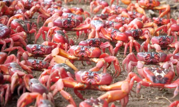 Formant une mer écarlate, des dizaines de millions de crabes rouges traversent l&rsquo;île Christmas pour aller frayer dans l&rsquo;océan