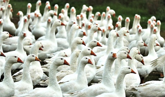 Grippe aviaire : 600.000 volailles abattues en un mois, indique le ministère de l&rsquo;Agriculture