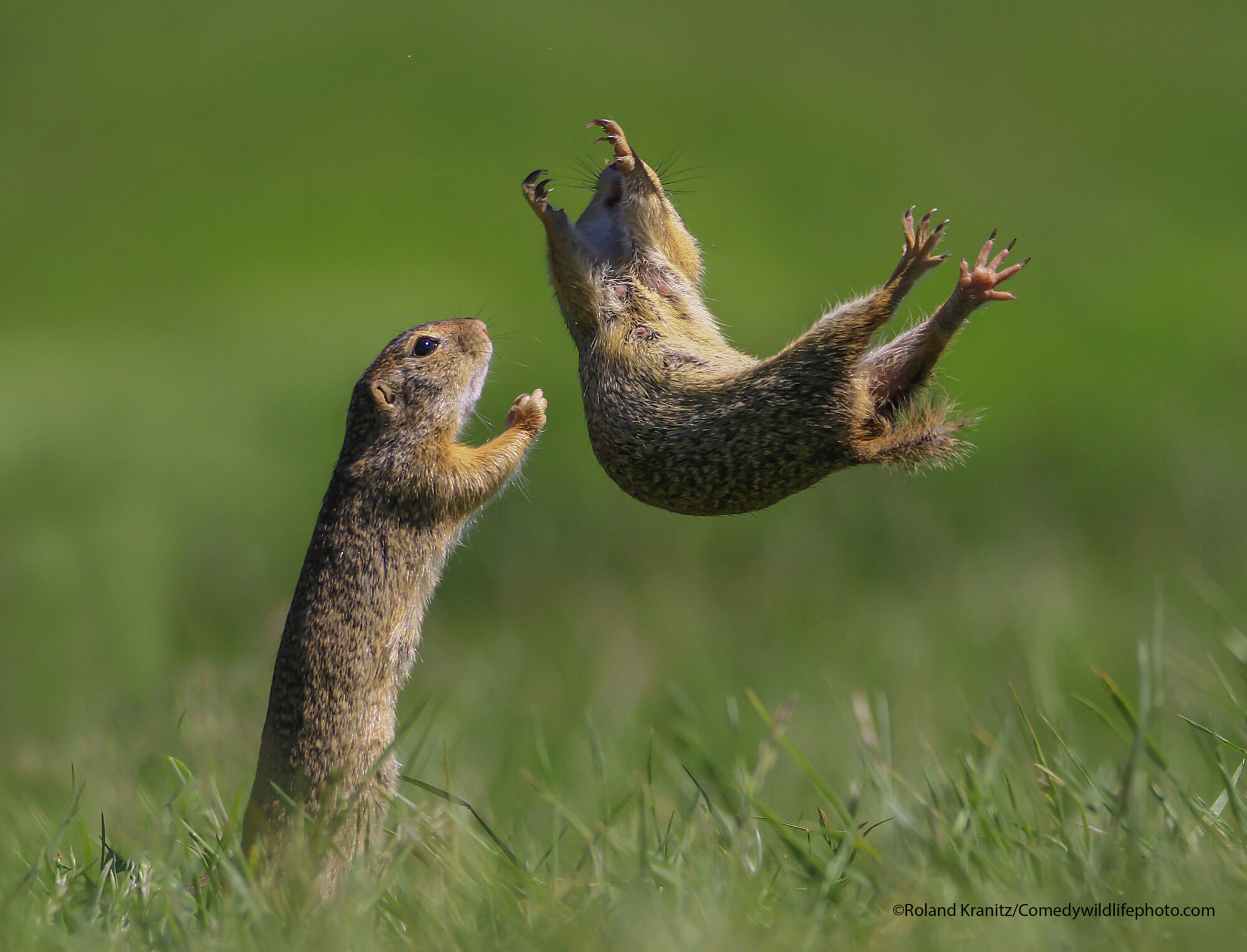 Voici les gagnants du concours Comedy Wildlife Photography Awards 2021 et ils sont hilarants