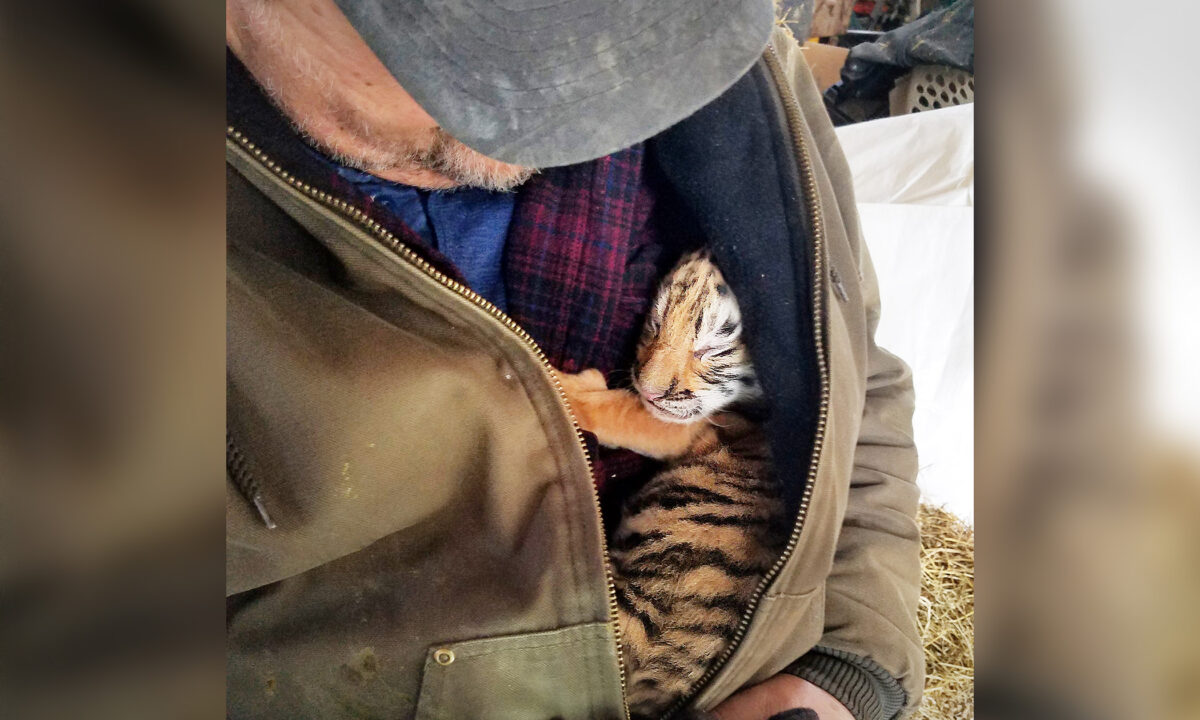L&rsquo;équipe d&rsquo;un sanctuaire pour félins récupère un tigre de quelques heures dans un élevage minuscule et l&rsquo;aide à devenir le prédateur suprême qu&rsquo;il est dans la nature