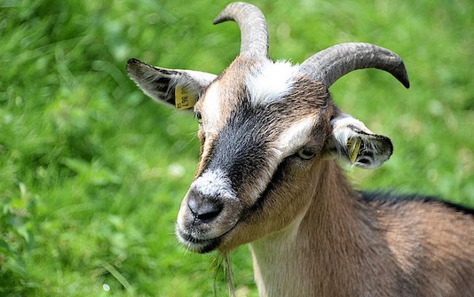 Loire : levée d&rsquo;un arrêté autorisant des battues contre des chèvres sauvages