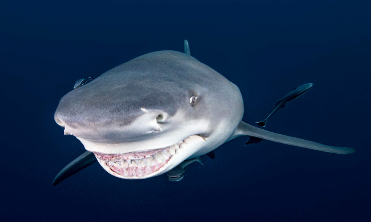 Un photographe capture de superbes photos d&rsquo;un requin qui semble lui sourire