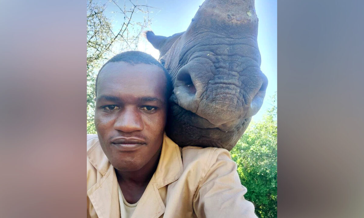 Un gardien d&rsquo;animaux sauvages prend un selfie cocasse avec l&rsquo;énorme rhinocéros dont il a la charge