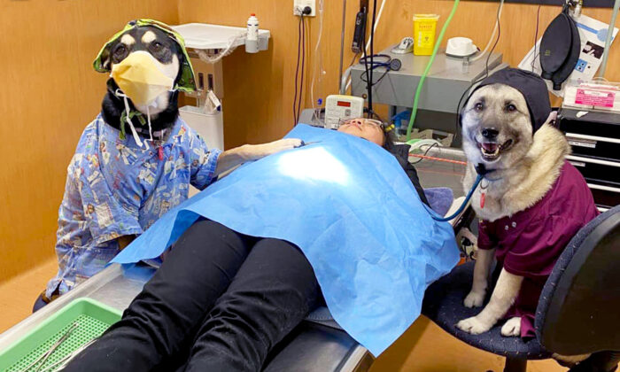 Une infirmière vétérinaire remporte le concours de photo « Les chiens au travail » grâce à un cliché hilarant