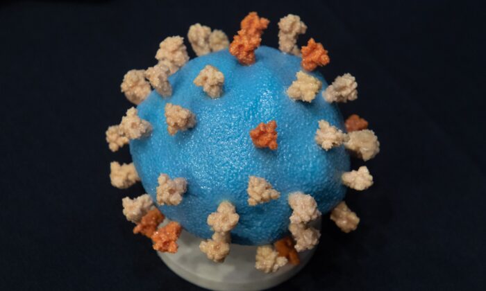 Omicron pourrait avoir récupéré du matériel génétique sur le virus du rhume