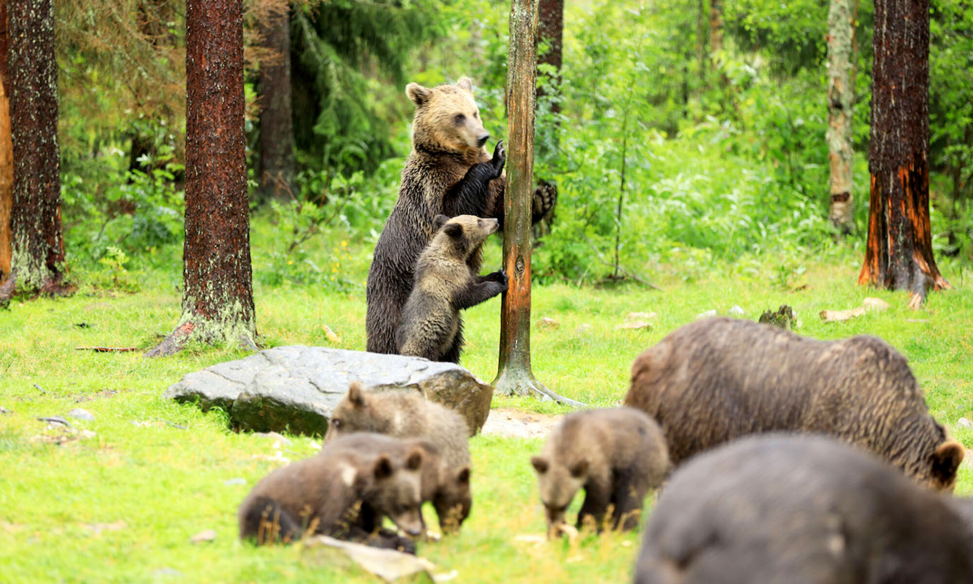 Un photographe capture l&rsquo;adorable moment où une ourse apprend à ses oursons à grimper dans un arbre