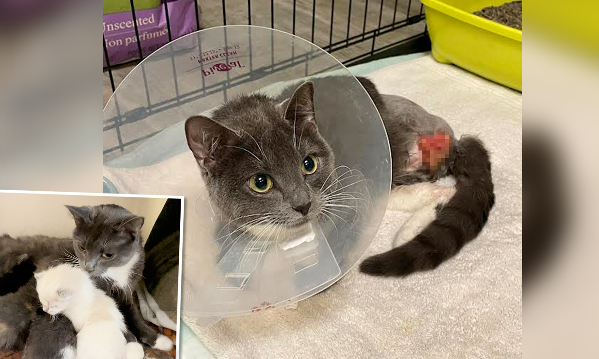 Une maman chatte amputée adopte deux chatons orphelins : l&rsquo;un affamé, l&rsquo;autre trouvé sur un tas de ferraille