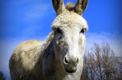 Dans la Creuse, il sauve un âne de l’abattoir en l’adoptant grâce à l’association Adada