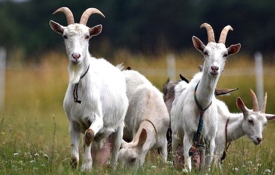 Loire : neuf chèvres abattues sans autorisation près du cimetière par le maire de Lorette