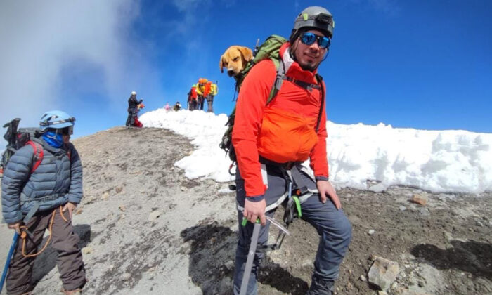Un chien errant survit sur la plus haute montagne du Mexique pendant un mois, jusqu&rsquo;à ce que des sauveteurs viennent le chercher