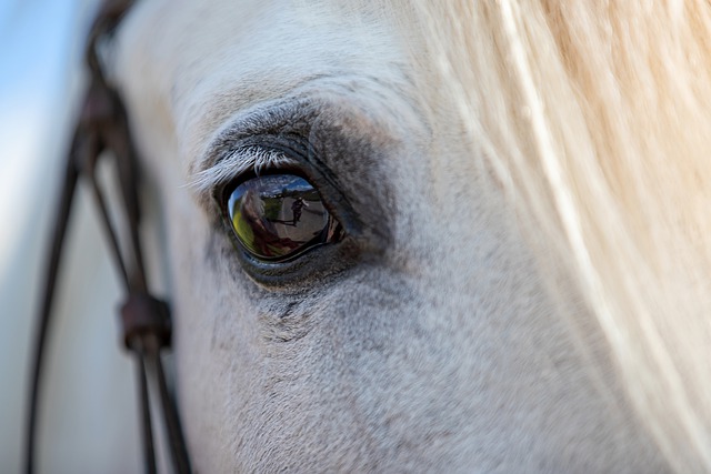 En Bourgogne, un cheval est sauvé par les pompiers le soir de Noël
