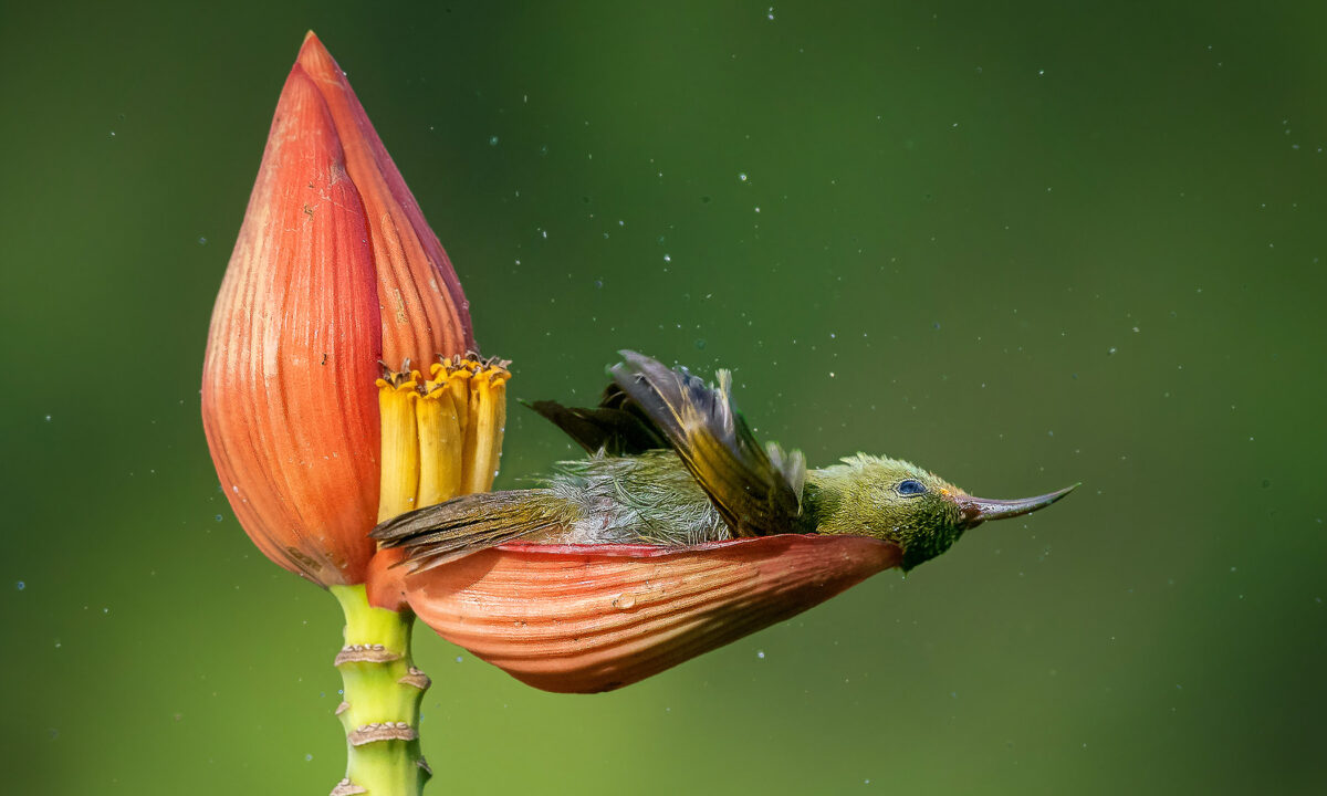 Lauréats du concours Bird Photographer Of The Year 2021 : les oiseaux comme vous ne les avez jamais vus