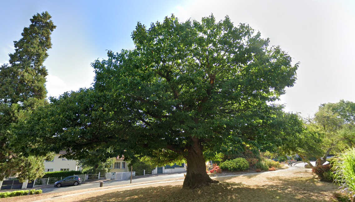 Le plus bel arbre de France est un châtaigner des Yvelines, planté sous le règne de Louis XIV