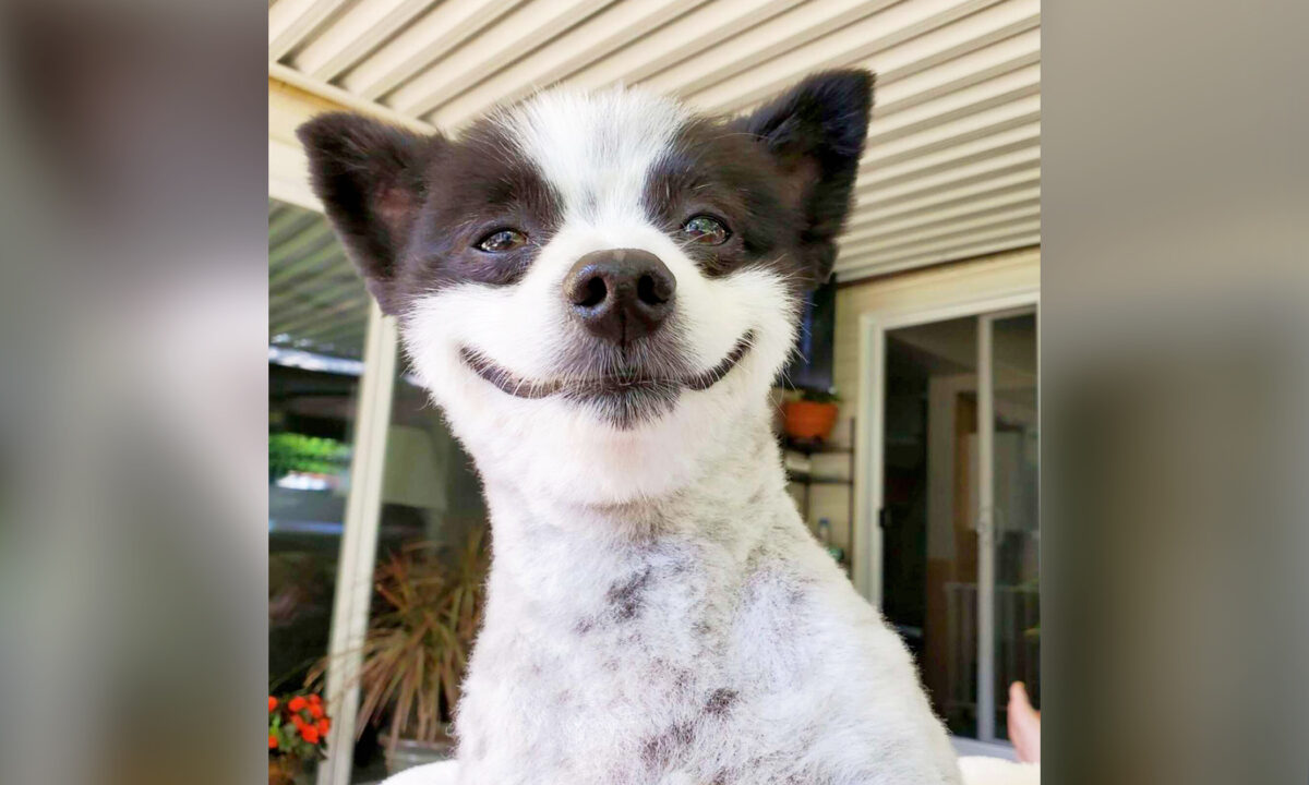 Un adorable chien au sourire permanent devient une star sur Instagram : « Tout est une fête pour lui ! »
