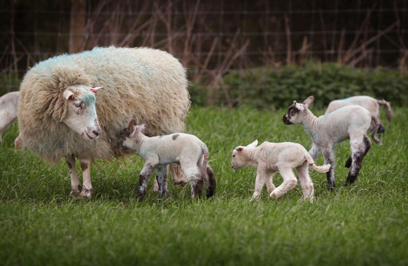 Hérault : plusieurs centaines de brebis désherbent les vignes, une technique d’éco-pâturage aux nombreux avantages