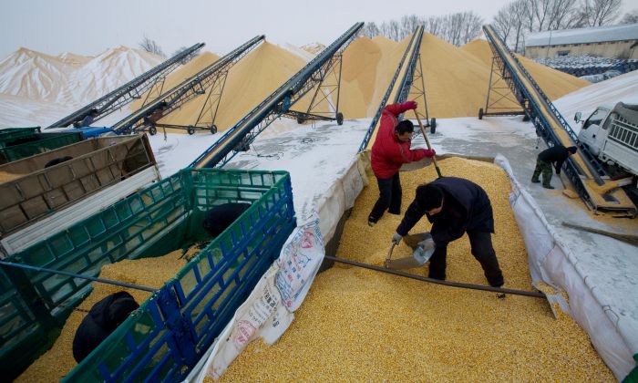 Les réserves excessives de céréales en Chine entraînent une inflation mondiale des denrées alimentaires