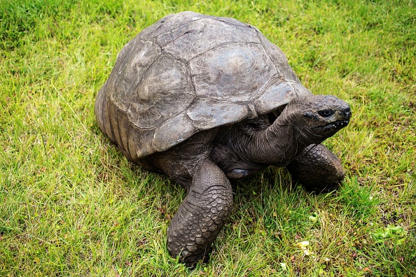 Cette tortue fête ses 190 ans cette année, elle est officiellement le plus vieil animal terrestre au monde