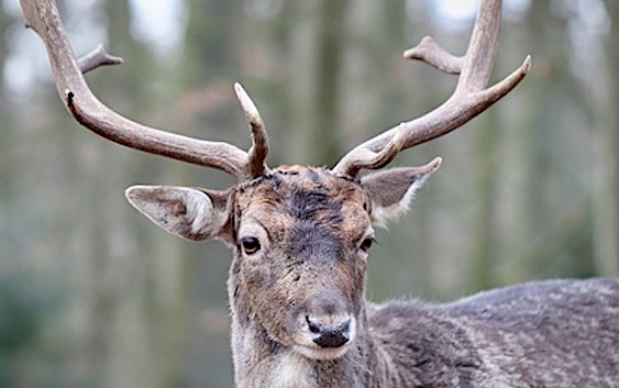 « Ils ont massacré le cerf devant ma mère » : Luc Besson porte plainte après l&rsquo;abattage d&rsquo;un cerf sur sa propriété
