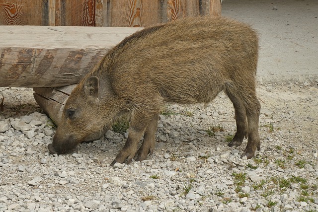 Saisi par l&rsquo;État, Woody le marcassin est rentré chez lui : le préfet a accepté la demande d&rsquo;adoption