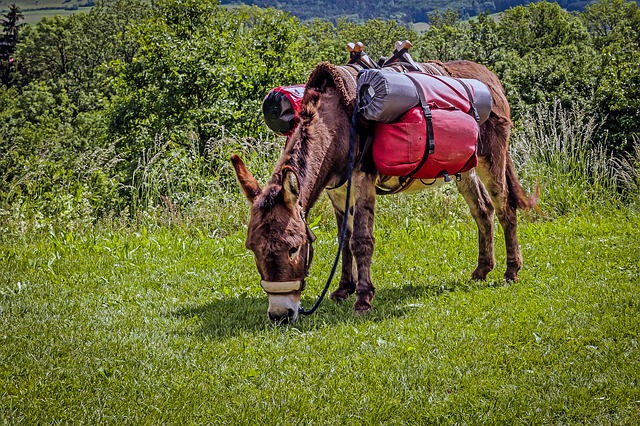 Accompagné de son âne Honoré, il fait un tour de France à pied pour ramasser les déchets