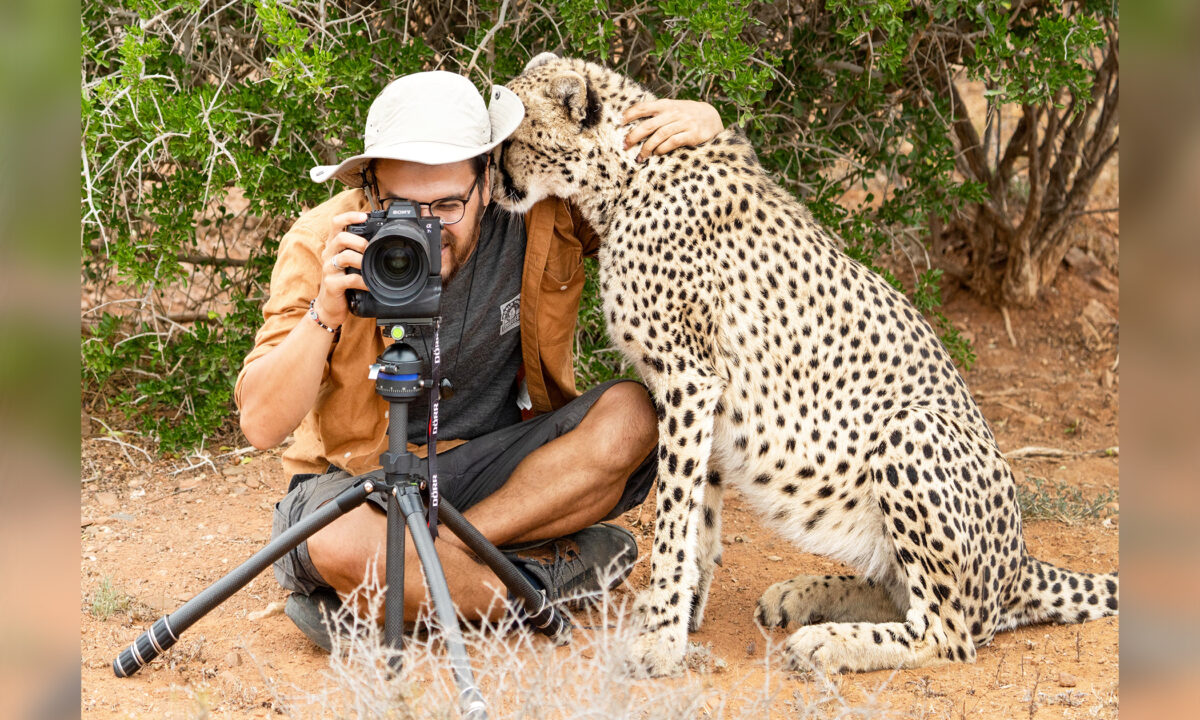 Un photographe chanceux est surpris lorsqu&rsquo;un guépard s&rsquo;approche discrètement pour… lui faire un câlin