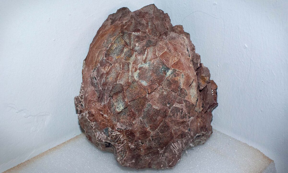 Des paléontologues extraient 30 œufs de titanosaure préservés dans un nid fossilisé dans le nord de l&rsquo;Espagne