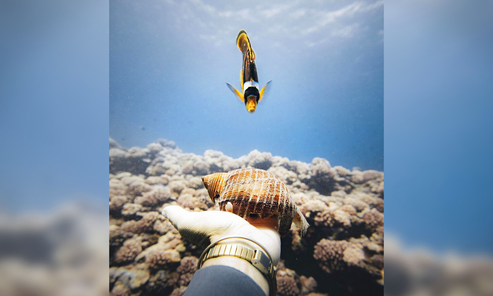 Une plongeuse noue une amitié étonnante depuis deux ans avec un petit poisson qui la reconnaît et nage vers elle pour la saluer