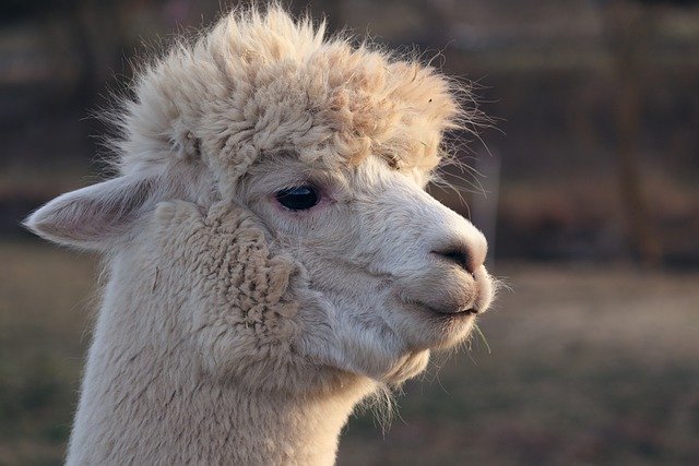 Des gendarmes à la poursuite de trois lamas en cavale dans l&rsquo;aube
