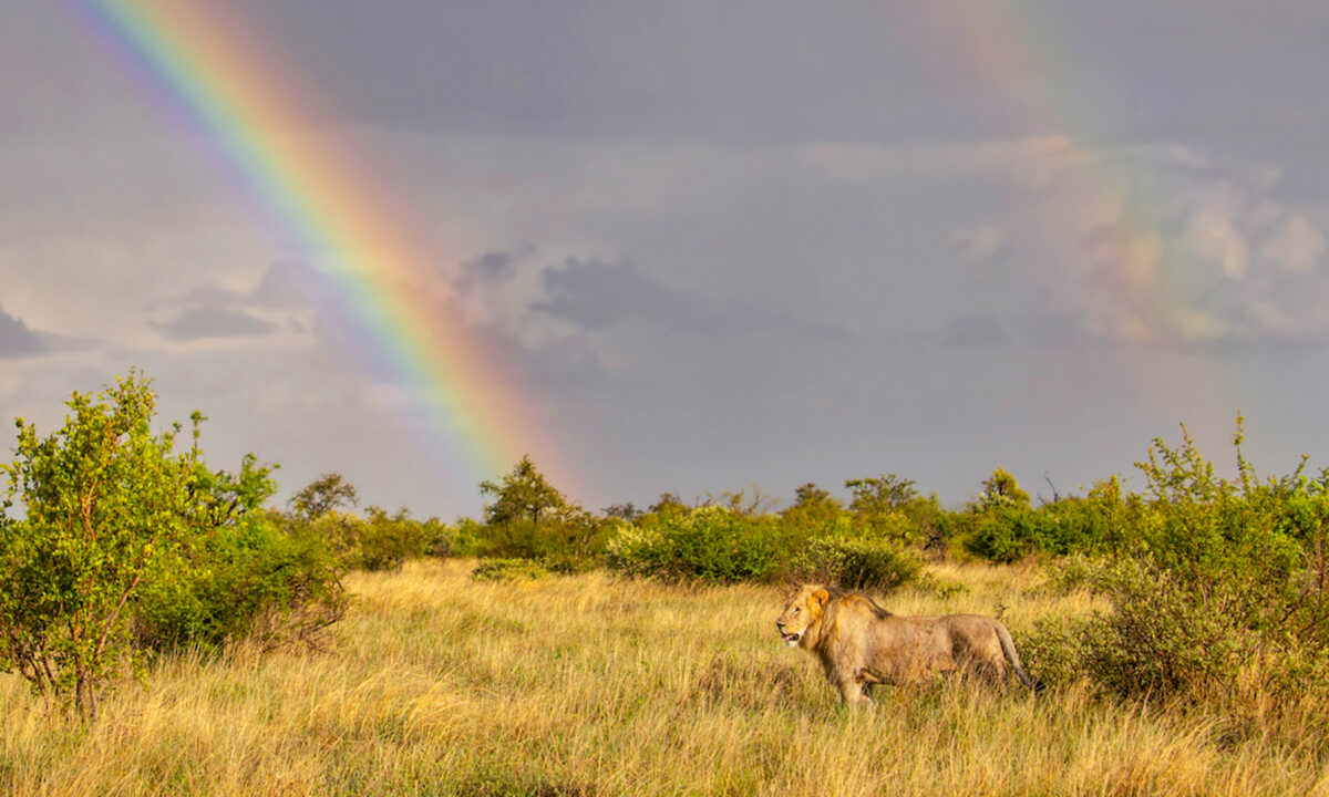 Un photographe prend une photo unique d&rsquo;un lion sous un arc-en-ciel