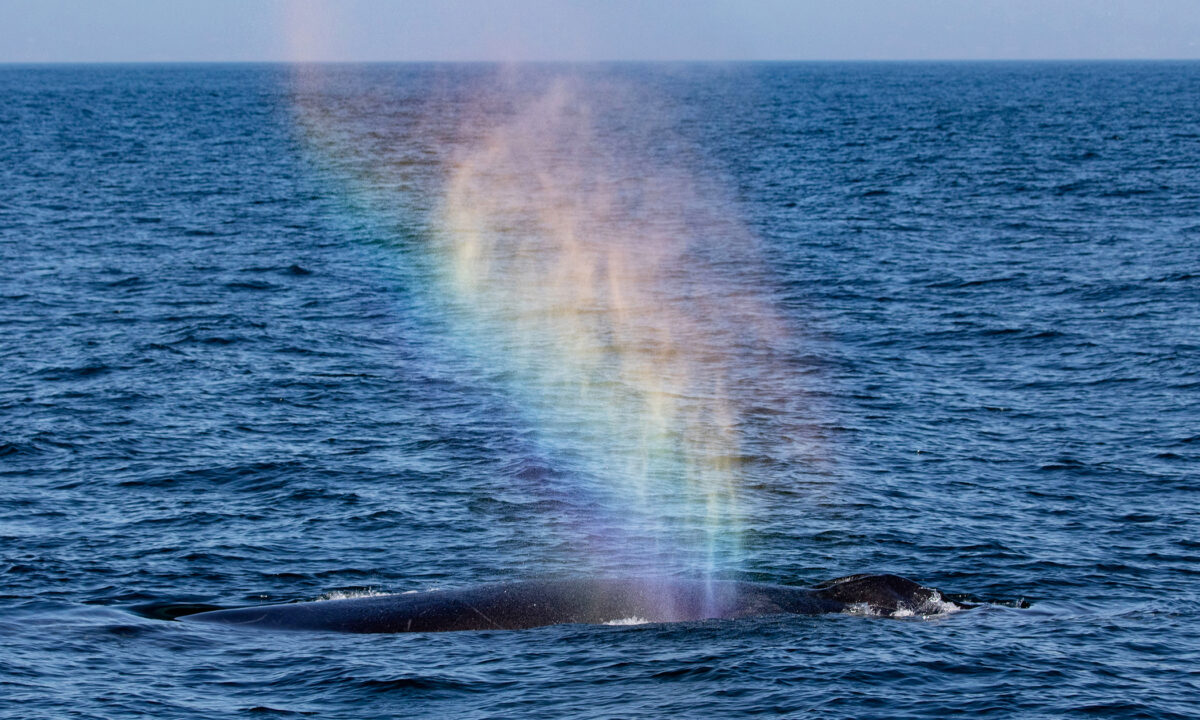 [Photos] Deux baleines à bosse géantes “soufflent des arcs-en-ciel” dans l&rsquo;air, laissant les observateurs épatés