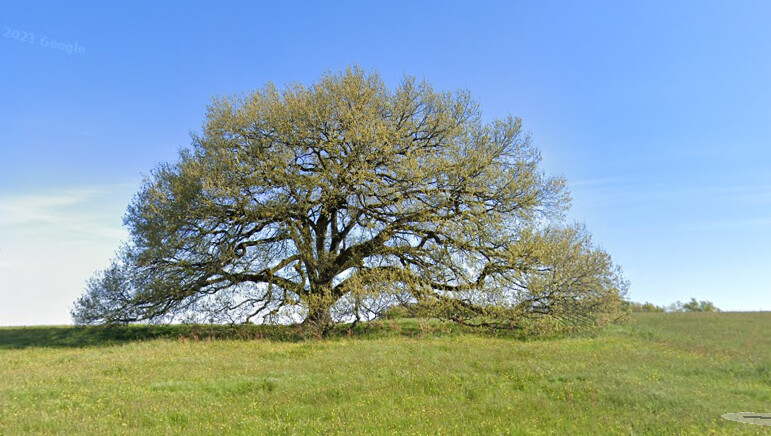 Une équipe se mobilise pour sauver le chêne de Tombebœuf, « Arbre de l&rsquo;année 2019 », menacé par une large fissure