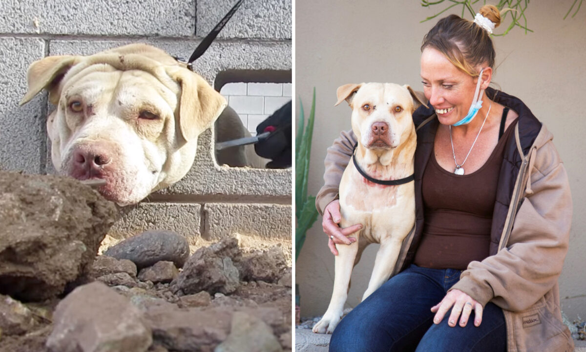 Un chien sauvé et rendu à sa famille après qu&rsquo;un bon samaritain le trouve la tête enfoncée dans un mur en ciment