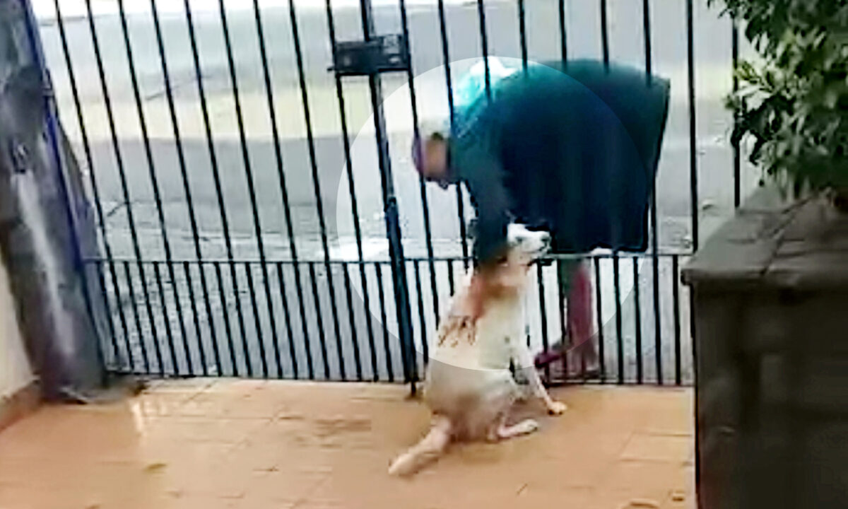 [VIDÉO] Un adorable chien ne peut cacher sa joie en voyant le sans-abri qui lui rend visite chaque jour