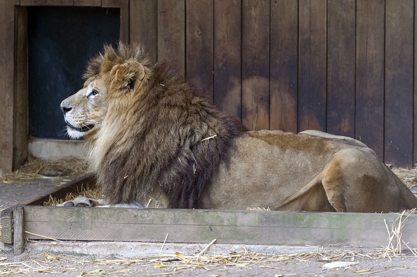 Loire : Jon, le lion sauvé d&rsquo;un cirque et recueilli par l&rsquo;association Tonga Terre d&rsquo;Accueil, est mort brutalement