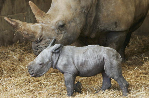 Le zoo d&rsquo;Amnéville célèbre la 3e naissance d&rsquo;un bébé rhinocéros blanc en quatre mois