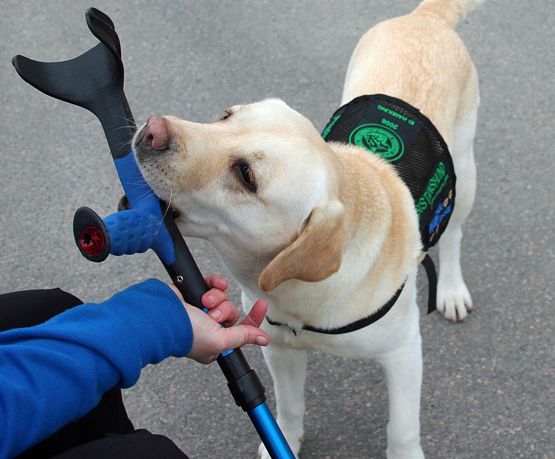 Loustic, chien d&rsquo;assistance, est enfin autorisé à accompagner sa maitresse autiste à l&rsquo;école après deux ans de bataille