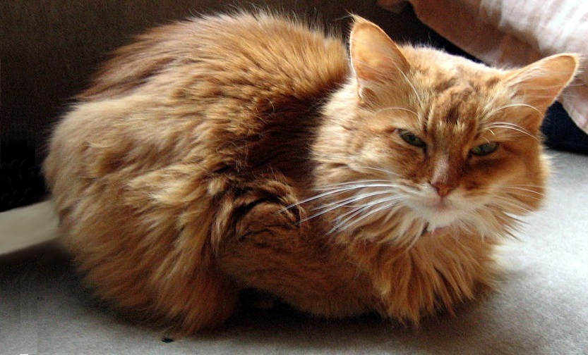 Famélique et la queue brûlée, un chat errant est sauvé par une mamie