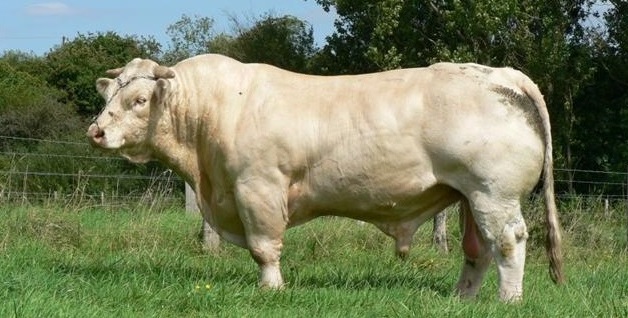 Un éleveur du Puy-de-Dôme chargé à mort par son taureau