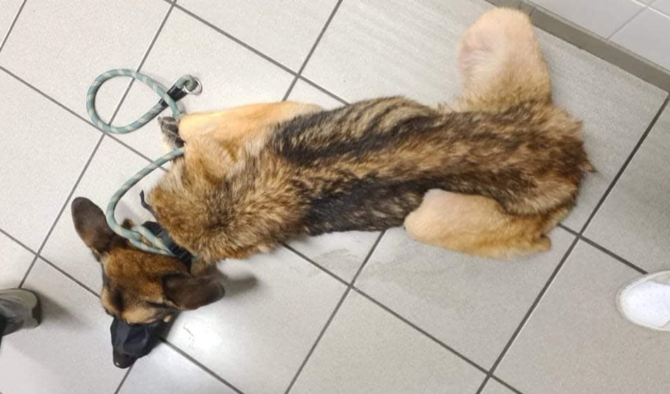 Double sauvetage dans le Nord et le Pas-de-Calais de 3 chiens abandonnés terriblement amaigris