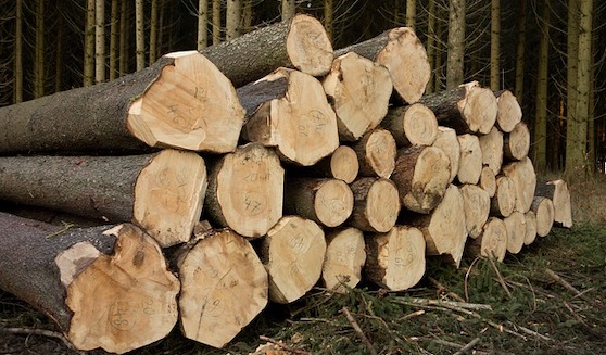 Exode massif de chênes vers la Chine : la filière bois engage une réponse collective