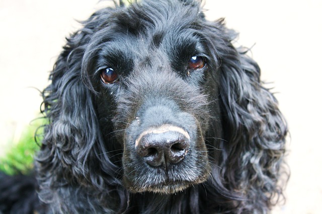 Finistère – Le SOS d&rsquo;une mère pour retrouver le chien de son fils handicapé : « On remue ciel et terre »