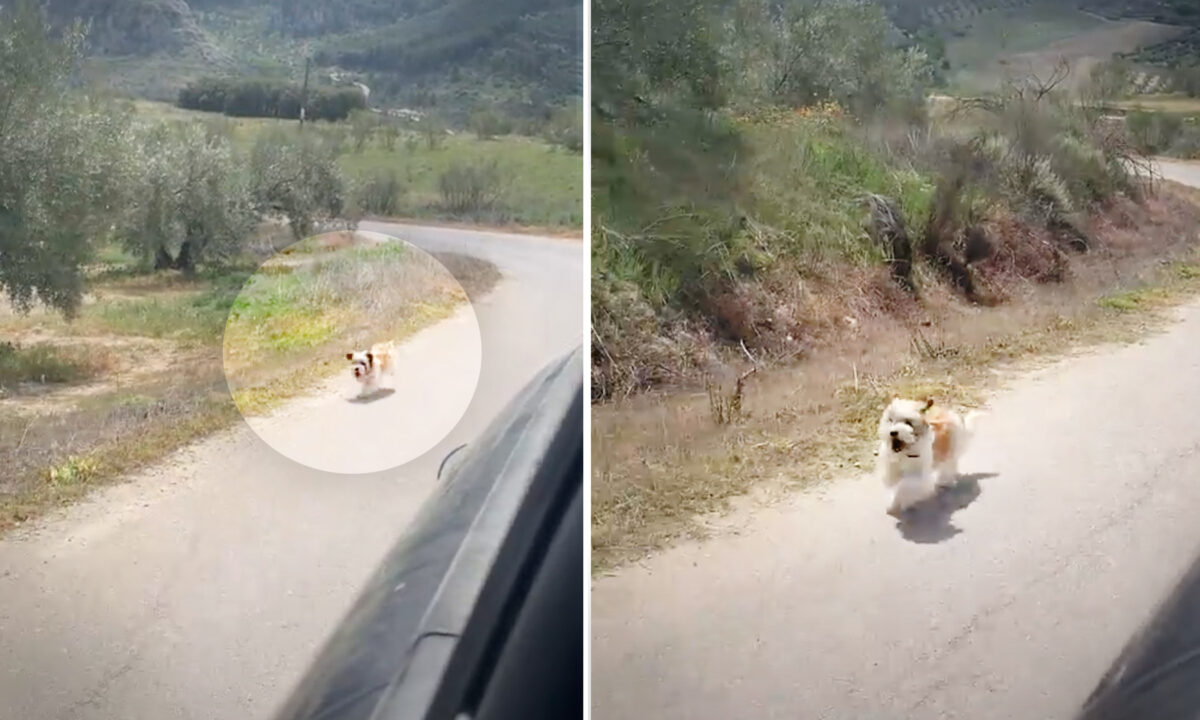 Un chien errant poursuit la camionnette d&rsquo;un couple de voyageurs à la campagne, qui s&rsquo;arrête et l&rsquo;adopte