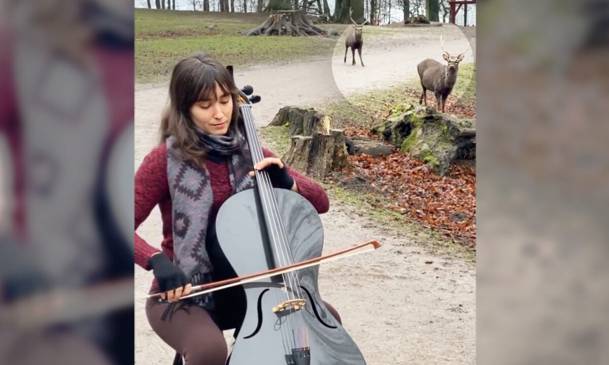 [VIDÉO] Deux cerfs enchantés par la musique d&rsquo;une violoncelliste s&rsquo;approchent pour l&rsquo;écouter jouer du Bach dans le parc