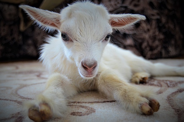 Une association se dédie à sauver 300 petits chevreaux de l&rsquo;abattoir