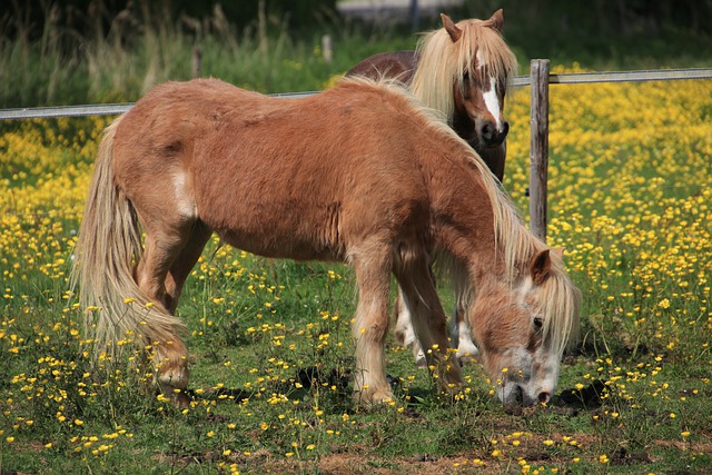 Manche : une équithérapeute va pouvoir garder ses vieux poneys retraités chez elle grâce à une cagnotte en ligne