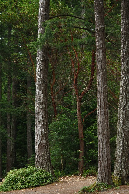 Loire : l&rsquo;arbre le plus haut de France se trouve à Renaison