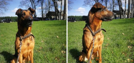 Qui veut adopter Jack, chien policier spécialisé en recherche qui prend sa retraite ?